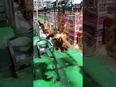 高容量家禽屠殺ライン ハラール鶏肉屠殺機 1000BPH