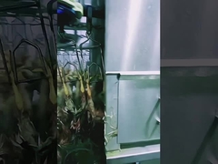 高容量家禽屠殺ライン ハラール鶏肉屠殺機 1000BPH