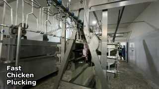 鶏のプラッカー