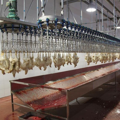 500BPH - 1000BPH 自動屠殺機 鶏肉の屠殺設備