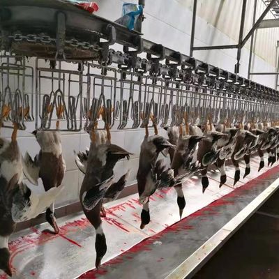 チキン・グース・ターキー・アヒル 屠殺機 1000BPH 鶏肉加工機