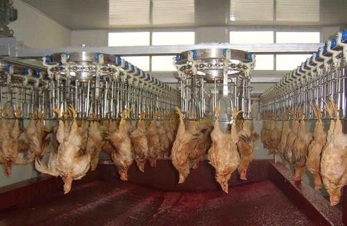 カスタマイズ可能で耐久性のあるステンレス鋼材料を使用した鶏肉処理ライン ステンレス鋼304