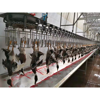 高容量家禽屠殺ライン ハラール鶏肉屠殺機 1000BPH