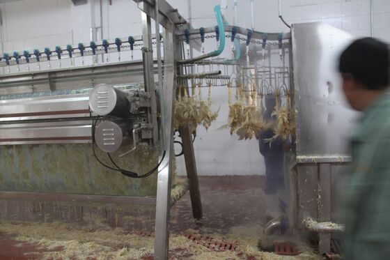 鶏の切断機 小型家禽 屠殺場 鶏肉 肉加工 鶏肉加工機器